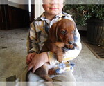 Small Photo #2 Dachshund Puppy For Sale in OWEN, WI, USA