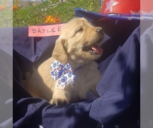 Golden Retriever Litter for sale in LAKE HAVASU CITY, AZ, USA