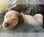 Small #2 American Pit Bull Terrier Mix