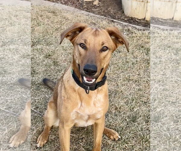 Medium Photo #5 Mutt Puppy For Sale in Sandy, UT, USA