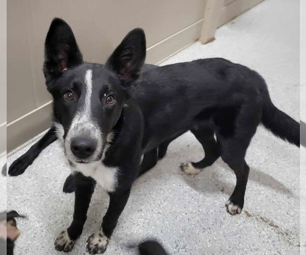 Medium Photo #2 Border Collie Puppy For Sale in Highland, IL, USA