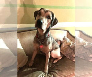 Coonhound-Unknown Mix Dogs for adoption in Wakefield, RI, USA