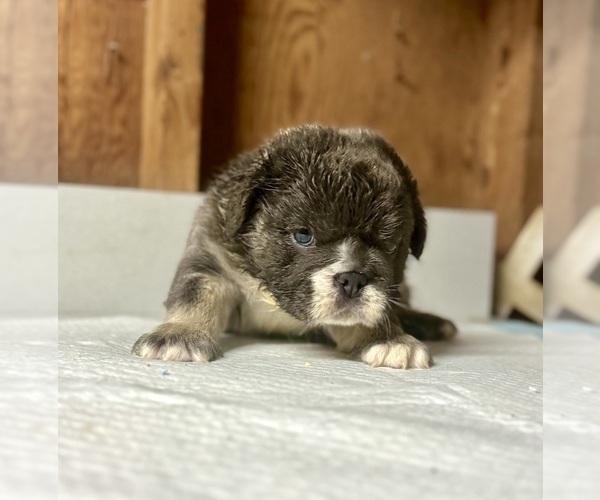 Medium Photo #11 English Bulldog Puppy For Sale in GUILFORD, CT, USA
