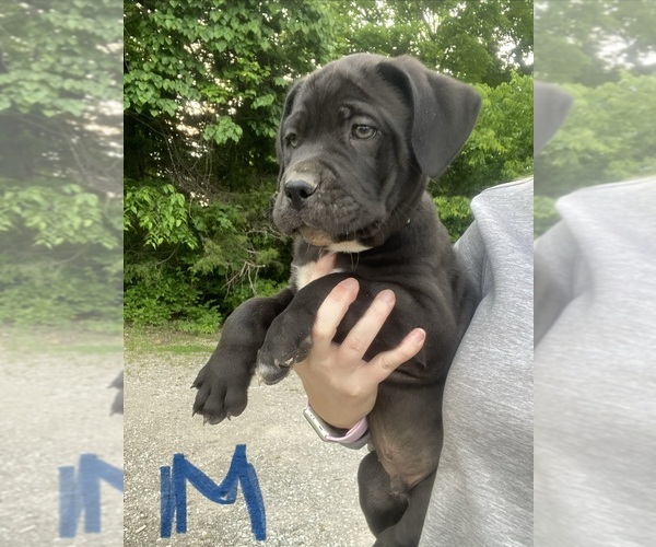 Medium Photo #3 Cane Corso Puppy For Sale in JAMESTOWN, MO, USA