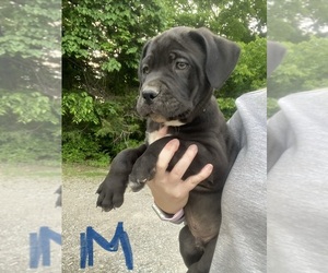 Medium Cane Corso