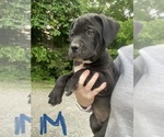 Puppy 2 Cane Corso