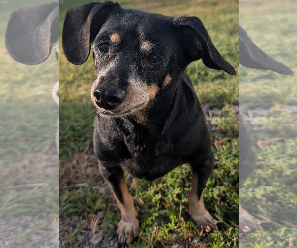 Medium Photo #4 Chiweenie Puppy For Sale in Shelbyville, TN, USA