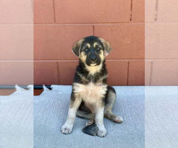 Medium Photo #3 Australian Shepherd Puppy For Sale in Paso Robles, CA, USA