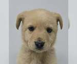 Small #2 Labrador Retriever Mix