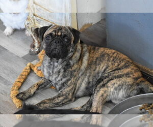 Father of the Pug puppies born on 02/26/2025