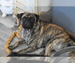 Small Photo #1 Pug Puppy For Sale in PALM COAST, FL, USA