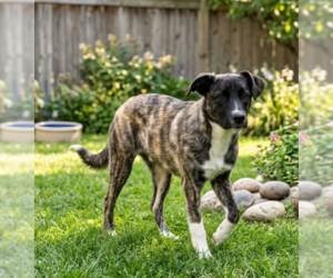 Australian Shepherd-Unknown Mix Dogs for adoption in Genesee, WI, USA