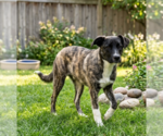 Small Australian Shepherd Mix