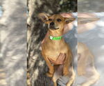 Small #6 Mutt