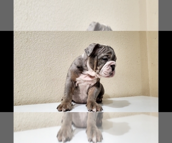 Medium Photo #6 English Bulldog Puppy For Sale in BAKERSFIELD, CA, USA