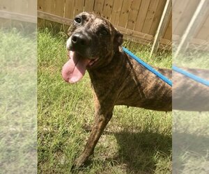 Plott Hound Dogs for adoption in Jackson, MS, USA
