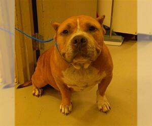 Mutt Dogs for adoption in Sanford, FL, USA