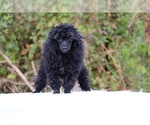 Small #40 Poodle (Toy)