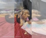 Small #4 Yorkshire Terrier