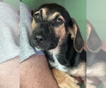Soup available 10/24 - Female Labbe Dog for Adoption - Small photo