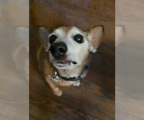 Medium Photo #3 Chiweenie Puppy For Sale in Salt Lake City, UT, USA