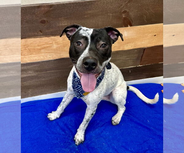 Medium Photo #17 American Pit Bull Terrier-Pointer Mix Puppy For Sale in Rockaway, NJ, USA