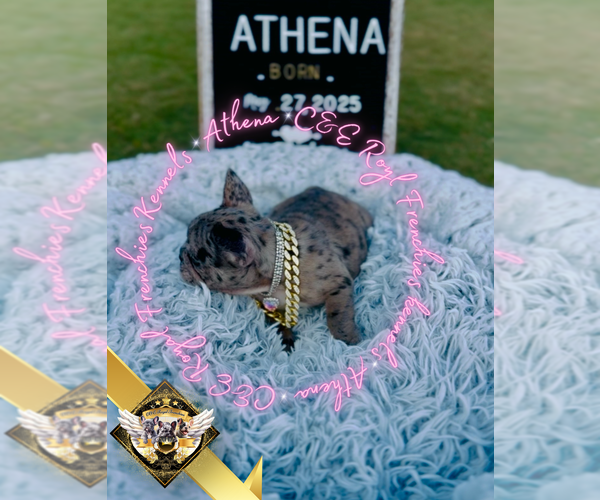 Medium Photo #3 French Bulldog Puppy For Sale in ATHENS, GA, USA