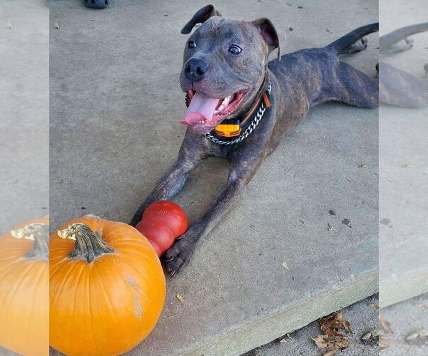 Medium Photo #9 American Pit Bull Terrier-Unknown Mix Puppy For Sale in Germantown, OH, USA