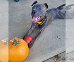 Small #8 American Pit Bull Terrier Mix