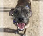 Small American Staffordshire Terrier Mix