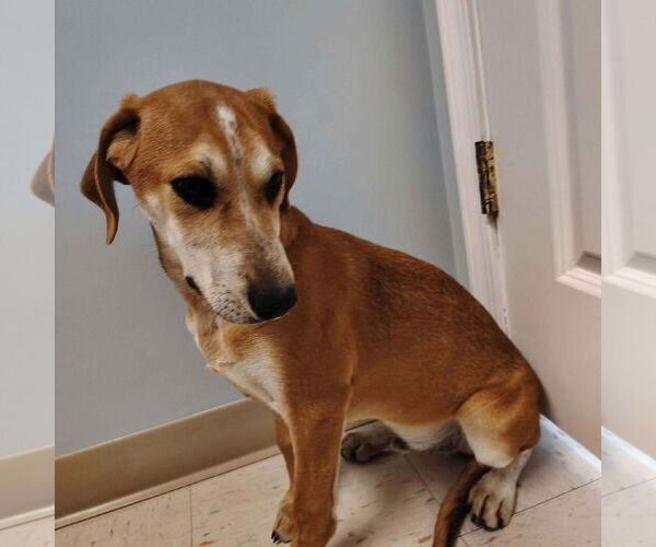 Medium Photo #1 Beagle-Unknown Mix Puppy For Sale in Westwood, NJ, USA