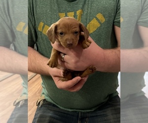 Dachshund Puppy for sale in ARENA, WI, USA