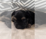 Small #3 Morkie
