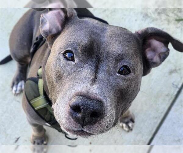 Medium Photo #2 Mutt Puppy For Sale in Pasadena, CA, USA