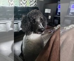 Small Photo #1 Poodle (Standard) Puppy For Sale in CORYDON, IA, USA