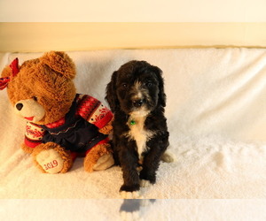 Bernedoodle Puppy for Sale in SCHDY, New York USA