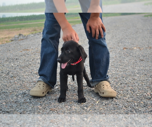 Medium Photo #45 Labrador Retriever Puppy For Sale in GREENWOOD, WI, USA