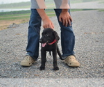 Small #3 Labrador Retriever