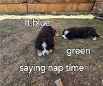 Small Photo #41 Bernese Mountain Dog Puppy For Sale in SALMON, ID, USA