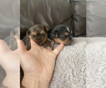 Puppy 2 Biewer Yorkie-Yorkshire Terrier Mix