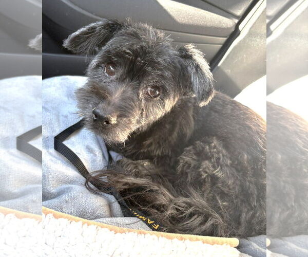 Medium Photo #2 Mutt Puppy For Sale in Boonton, NJ, USA