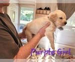 Small #7 Golden Pyrenees-Golden Retriever Mix