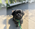 Small #1 Pekingese