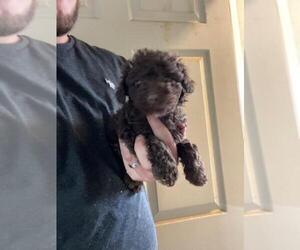 Poodle (Toy) Puppy for sale in MCMINNVILLE, TN, USA