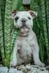 Small Photo #9 English Bulldog Puppy For Sale in CUTLER BAY, FL, USA