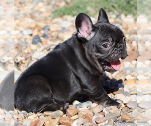 French Bulldog Litter for sale in WINNSBORO, TX, USA