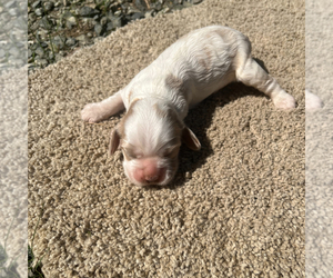 Cocker Spaniel Puppy for Sale in TRINITY, North Carolina USA