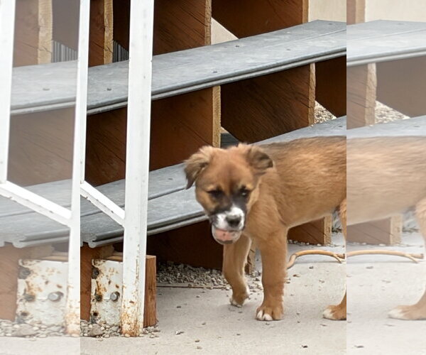 Medium Photo #4 Borador Puppy For Sale in Sandy, UT, USA
