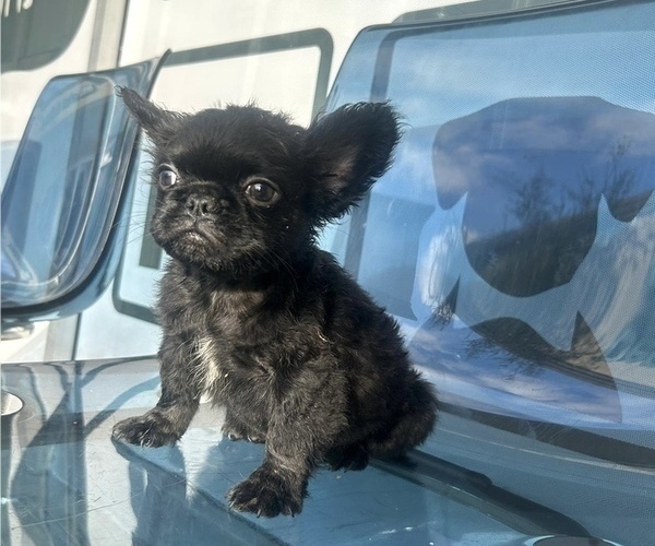 Medium Photo #3 French Bulldog Puppy For Sale in TALLAHASSEE, FL, USA