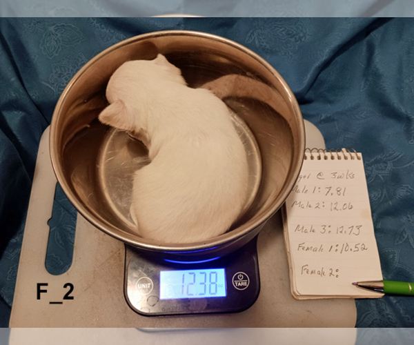 Medium Photo #29 Chihuahua Puppy For Sale in BELLE FOURCHE, SD, USA